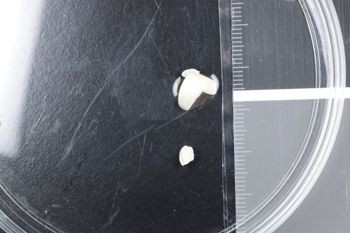 Media type: image;   Malacology 170764 Description: Preserved specimen.;